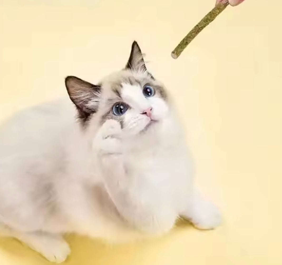 Traumpfoten - Katzenminze Sticks